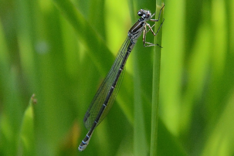 Coenagrion puella ?